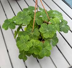 Image result for Ozoroa reticulata