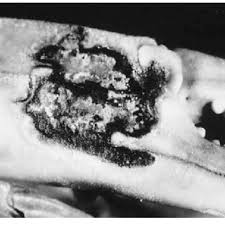 Image result for Isonema