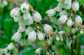 Us orders of $35+ from any participating shop now ship free. How To Grow Blueberries