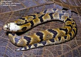 Image result for Atractus discovery