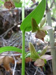 Image result for Epipactis