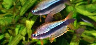 Image result for Tetraria