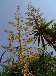Image result for Dracaena steudneri