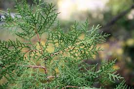 Image result for Vismia orientalis