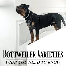 Amazing european pedigree looking for a european import puppy? American German Or Roman The Different Types Of Rottweilers Pethelpful