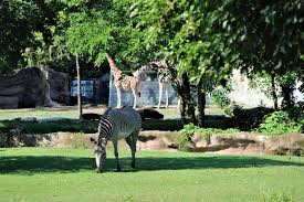 Natural habitat in nature, the mountain and plains zebras are found in africa's grasslands and tropical savannas. Detroit Zoo Grevy S Zebra Habitat Summer Fall 2016 Zoochat