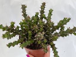 Image result for Euphorbia schinzii