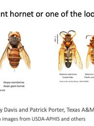 The western cicada killer is closer in color to the asian giant hornet, being reddish brown and yellow. Agrilife To Texans It S Probably Not A Murder Hornet Kvii