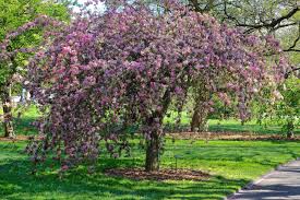 We did not find results for: How To Choose Plant And Grow Flowering Crabapple Trees Hgtv