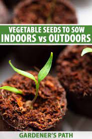 Should you start with seeds or seedlings? Vegetable Seeds Which To Sow Outdoors Vs Indoors Gardener S Path