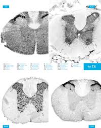 Proteine atlas rat / proteine atlas rat protein atlas for normal tissues—the publicly. Atlas Of The Rat Spinal Cord Sciencedirect
