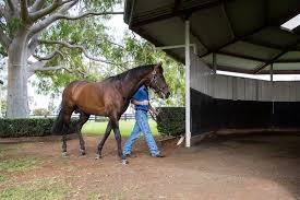 We did not find results for: Every Cover Counts A Day In The Life Of A Hunter Valley Horse Stud Abc News Australian Broadcasting Corporation