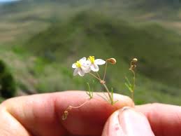 Image result for Hypertelis