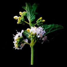 Image result for Mesosphaerum pectinatum
