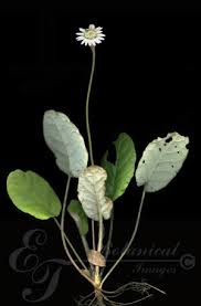 Image result for Gerbera piloselloides