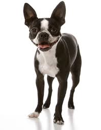At cfbr we pride ourselves on finding the right home for every frenchie. Snort Rescue Adopt A French Bulldog Boston Terrier English Bulldogs Pug