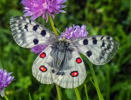 Image result for Parnassius apollo