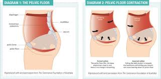 Aquacise The Pelvic Floor Pelvic Floor Pelvic Floor Muscles Pelvis
