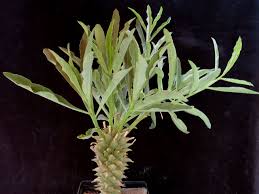 Image result for Euphorbia persistentifolia