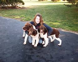 The only online puppy site that works with american humane to keep dogs healthy and safe. English Springer Spaniel Puppies For Sale In Pa Petfinder