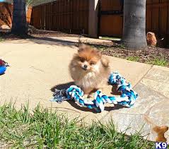 Find your new family member today, and discover the puppyspot difference. Pomeranian Puppy For Sale Male Pomeranian Puppy Rolex 4 Months Old