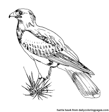 Texas Birds Bird Coloring Pages Birds Animal Coloring Pages