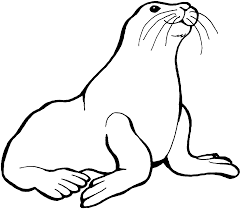 Sea Lions With Long Mustache Karikaturen Disney