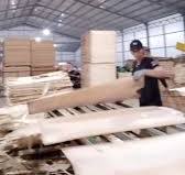 sengon wood veneer 2/4 ‼️😎 #reels #fyp #viral #plywood #veneer #machinery  #rotaryengine #rotary #woodindustry #askl #ASKL02 #sengon #albasia  #woodfactory #pangandaran #kulipabrik #lembur #logsengon
