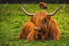 Highland cattle scotland scottish 100% cotton sateen sheet set by roostery. Scottish Highland Cow In Field With Big Horns And Long Hair Scotland Stock Photo Picture And Royalty Free Image Image 113998913
