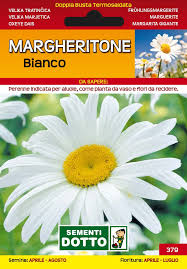 Fiori tipo margherite / tutto sulla dimorphoteca o margherita africana blog floraqueen it. Margheritone Bianco Semi Per Fiori Sementi Dotto