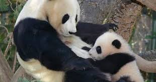 Nursing Baby Panda Panda Baby Panda Panda Bear