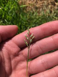 Image result for Poa annua
