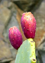 Image result for Opuntia