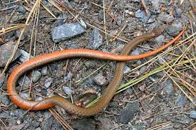 Orange Belly Snake Reptiles Snakes Brown Phase Northern Red Bellied Snake Snake Red Reptile Snakes