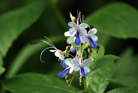 Image result for Rotheca luembensis