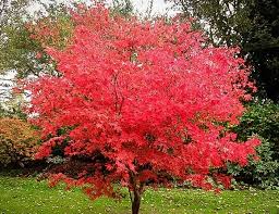 One day when i was at the nursery, i walked around and looked at them. Acer Palmatum Japanese Maple 8 Pot Hello Hello Plants Garden Supplies