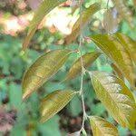 Image result for Chaetocarpus