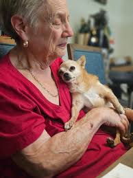 Adopting a new Chihuahua after losing a pet