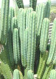 99.5% of winter shipped cacti get through ok. Let S Finally End The San Pedro Pc Vs Non Pc Debate Does Pc Really Exist Is It Weak Can You Increase Alkaloid Content Is Pc Less Desirable Than Non Who S Had A