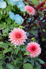 In order to maximize their relatively short 3 to 4 day vase life, warm or hot tap water is ideal. Tips For Getting More Blooms From Your Dahlias Triblive Com