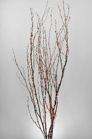 Birch Branches For Sale 7 00 Sale Price With Sinuous Reaching Tendrils And Bright Orange Bittersweet Birch Branches Save On Crafts Berries