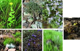 Image result for Crepidorhopalon tenuis