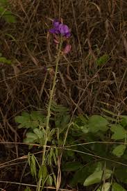 Image result for Dolichos kilimandscharicus