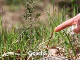 Wild Asparagus How To Find Them Medicinal Wild Plants Asparagus Plant Wild Foraging