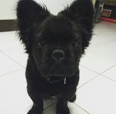 In the nineteenth century, the bulldog was fairly popular in england, especially around nottingham. Fluffy Frenchie French Bulldog Bulldog Puppies