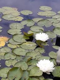 Image result for Nymphaea heudelotii
