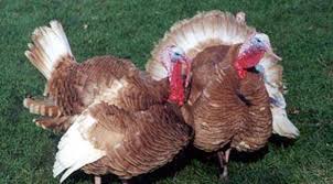 Courting males puff themselves into feathery balls and fill the air with exuberant gobbling. 7 Turkey Breeds For Farms