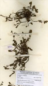 Image result for Euphorbia polycnemoides