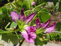 Image result for Bauhinia macrantha