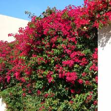 Bougainvillea 'san diego red' (aka 'scarlett o'hara' or 'hawaiian scarlet') san diego red bougainvillea probably the most vigorous and cold tolerant of all bougainvillea varieties. Bougainvillea Red Buy Bougainvillea Red Bougainvillea Glabra Rubra